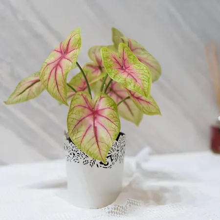 Affittacamere La Casa Della Nonna - Quartierispagnoli Napoli