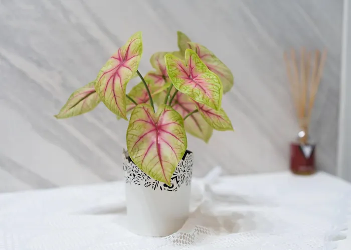 Pensjonat La Casa Della Nonna - Quartierispagnoli Neapol